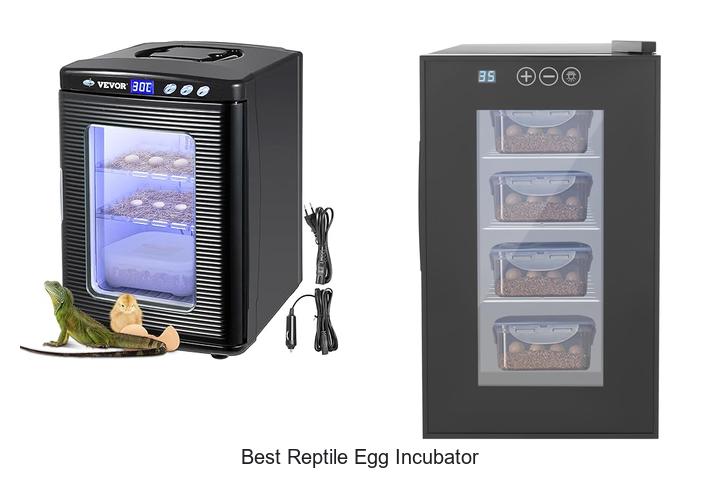 Top 15 Best Reptile Egg Incubator For Perfect Hatch