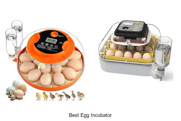Top 15 Best Egg Incubator That Will Boost Your Hatch Rate